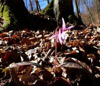 Kandík psí zub (Erythronium dens-canis)