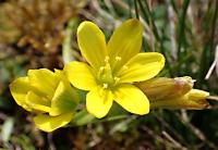 Křivatec český (Gagea bohemica)