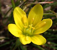 Křivatec český (Gagea bohemica)