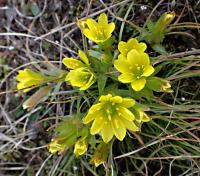 Křivatec český (Gagea bohemica)