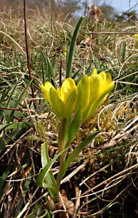 Křivatec český (Gagea bohemica)