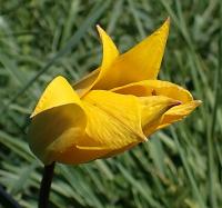 Tulipán planý