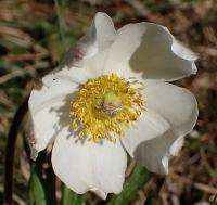 Sasanka lesní (Anemone sylvestris)