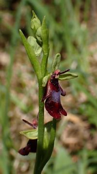 Tořič hmyzonosný (Ophrys insectifera)