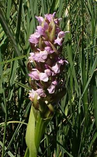 Prstnatec pleťový (Dactylorhiza incarnata)