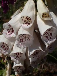 Náprstník červený (Digitalis purpurea)