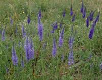 Rozrazil klasnatý (Veronica spicata)