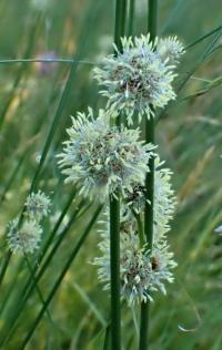 Kamýšek obecný (Scirpoides holoschoenus)