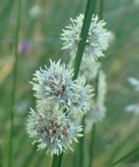 Kamýšek obecný (Scirpoides holoschoenus)