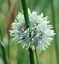 Kamýšek obecný (Scirpoides holoschoenus)