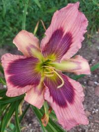 Denivka 'Exotic Starfish' (Hemerocallis)