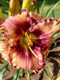 Denivka 'Lakelet Cuckoo' (Hemerocallis)