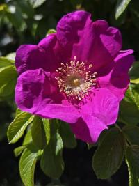 Růže svraskalá (Rosa rugosa)