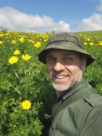 Zlateň věncová (Glebionis coronaria)