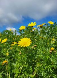 Zlateň věncová (Glebionis coronaria)