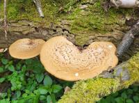 Choroš šupinatý (Polyporus squamosus)