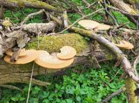 Choroš šupinatý (Polyporus squamosus)