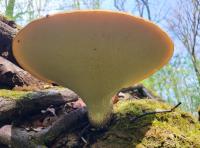 Choroš šupinatý (Polyporus squamosus)