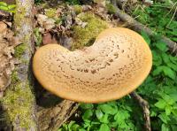 Choroš šupinatý (Polyporus squamosus)