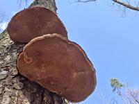 Troudnatec pásovaný (Fomitopsis pinicola)