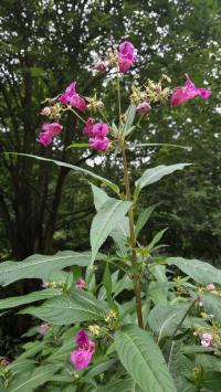 Netýkavka žláznatá (Impatiens glandulifera)