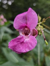 Netýkavka žláznatá (Impatiens glandulifera)