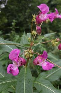 Netýkavka žláznatá (Impatiens glandulifera)
