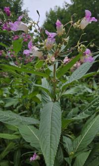 Netýkavka žláznatá (Impatiens glandulifera)