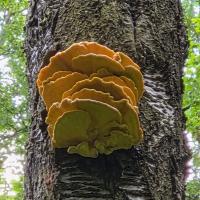 Sírovec žlutooranžový (Laetiporus sulphureus)