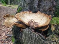 Choroš šupinatý (Polyporus squamosus)