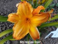 Denivka 'My Reggae Tiger'
