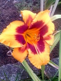 Denivka 'Black Eyed Susan' (Hemerocallis)