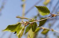 Silver Birch (Betula pendula)
